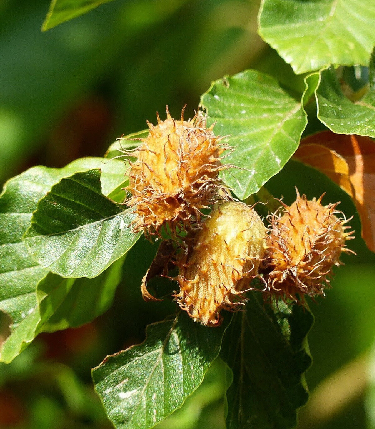 Buk lesni1660074627.jpg